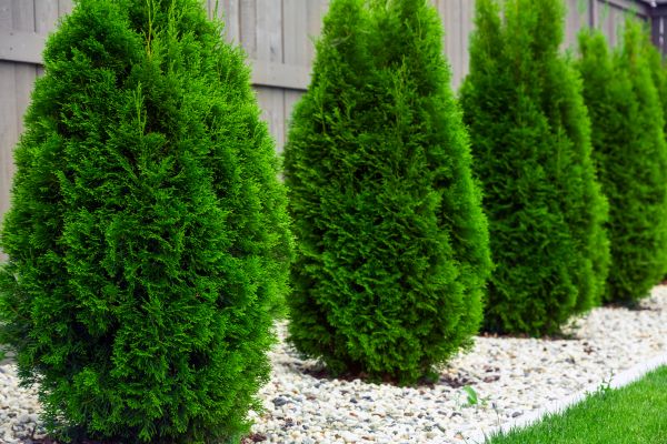 Arborvitae Planting in Naples
