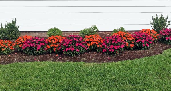 Flower Bed Weeding Service in Naples