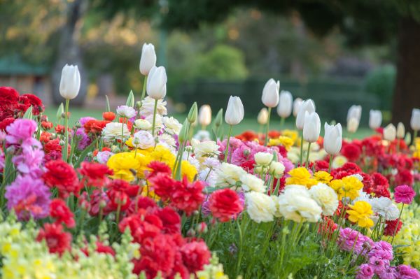Gardening Service in Naples