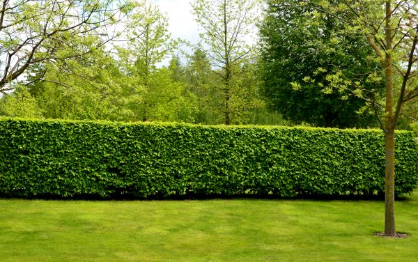 Hedge Planting in Naples