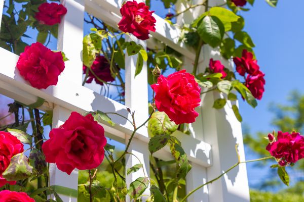 Home Gardening Service in Naples