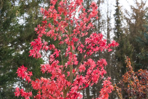 Japanese Maple Planting in Naples