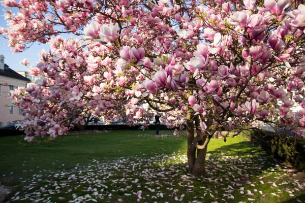 Magnolia Tree Planting in Naples