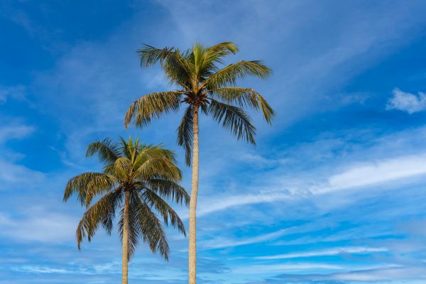Palm Tree Planting in Naples