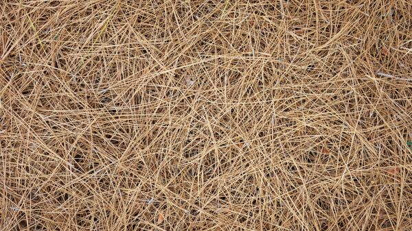 Pine Needles Delivery in Naples