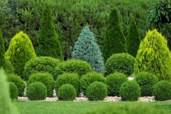 Shrub Replacement in Naples