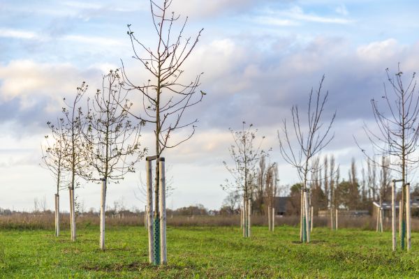 Tree Installation Service in Naples