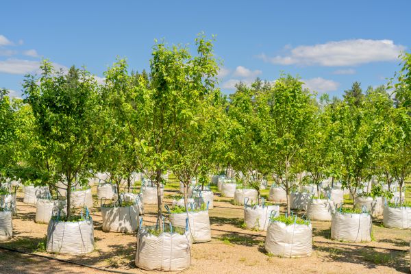 Tree Planting Service in Naples
