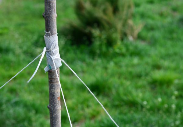 Tree Staking Service in Naples