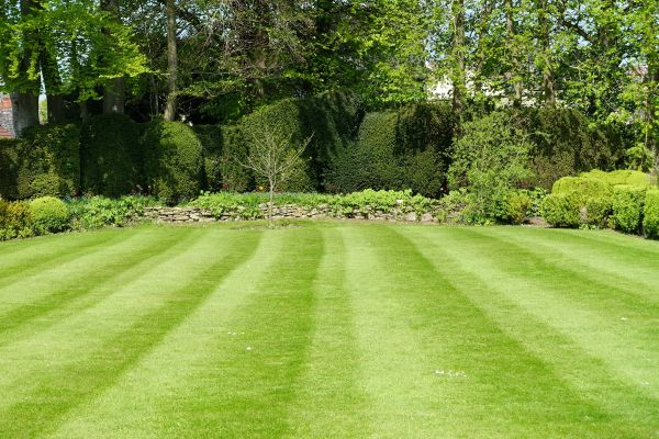 Lawn Renovation in Naples
