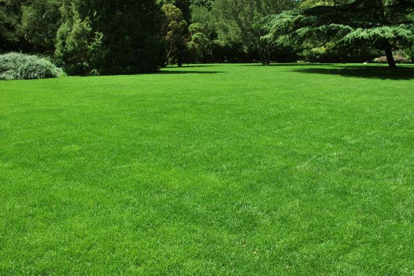 Lawn Landscaping in Naples