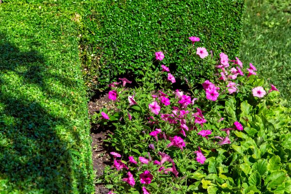Softscaping Service in Naples