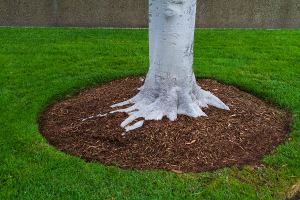 Brown Mulch Installation in Naples
