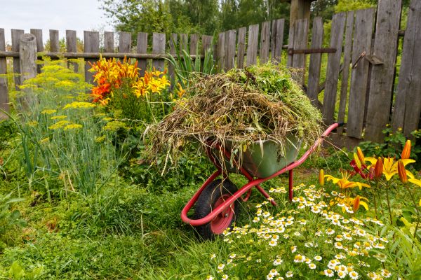Garden Cleanup Service in Naples
