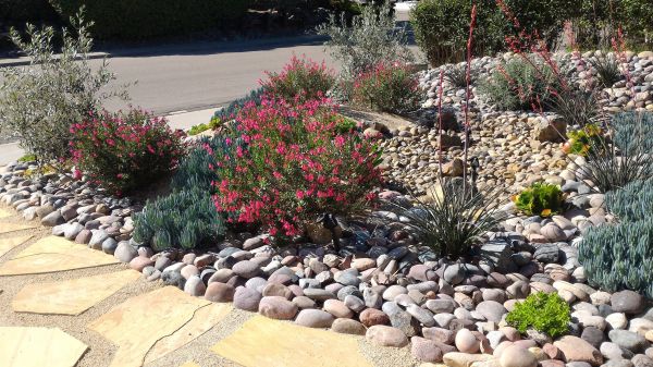 Xeriscape Landscaping in Naples