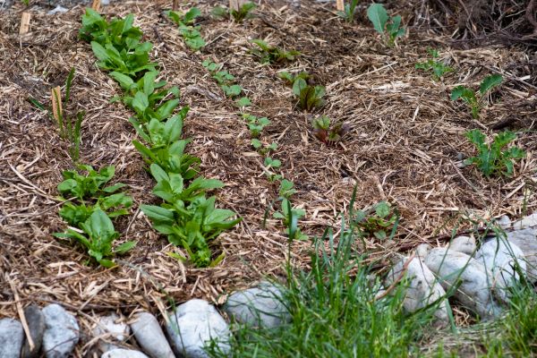 Mulch Service in Naples