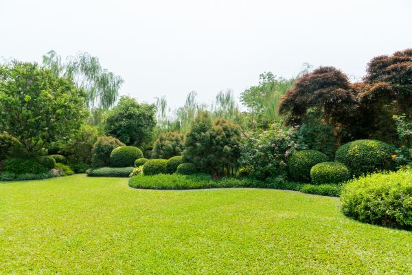 Tree Landscaping in Naples
