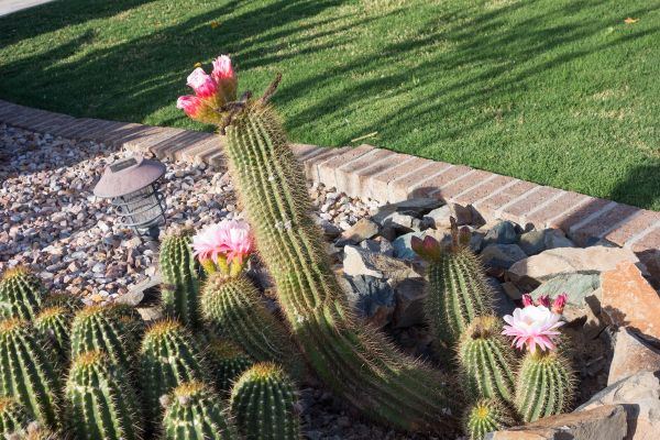 Desert Landscaping in Naples