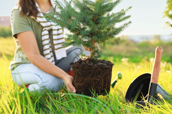 Spruce Tree Planting in Naples