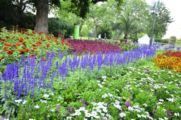 Perennials Planting in Naples