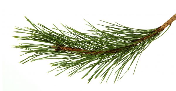 Pine Needles Installation in Naples