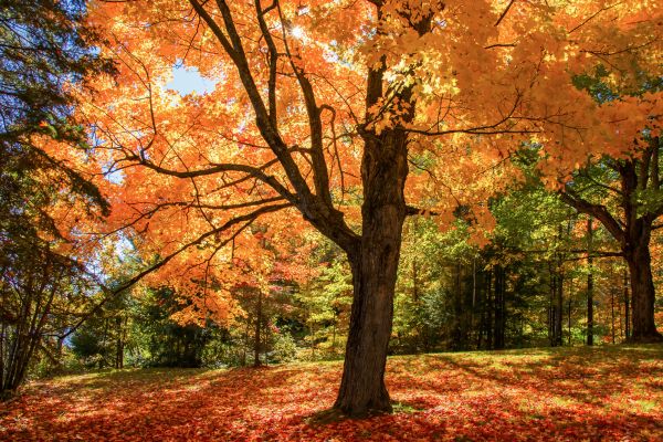 Maple Tree Planting in Naples