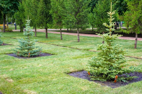Privacy Trees Planting in Naples