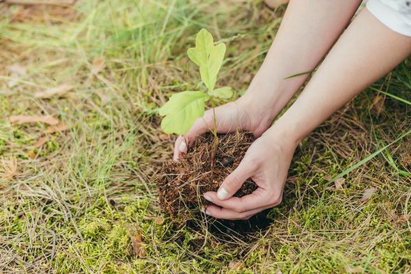 Oak Tree Planting in Naples