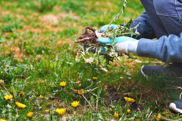 Flower Bed Clearing in Naples