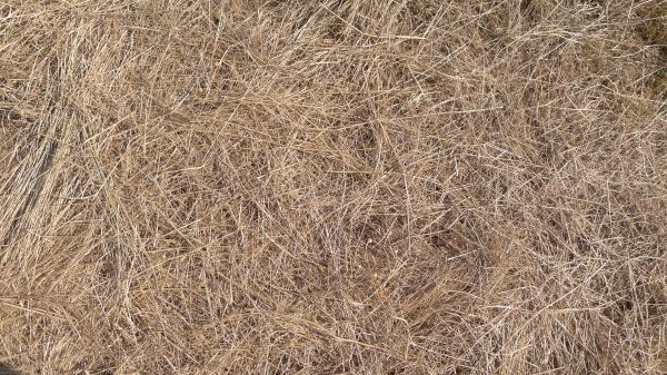 Pine Straw Replacement in Naples
