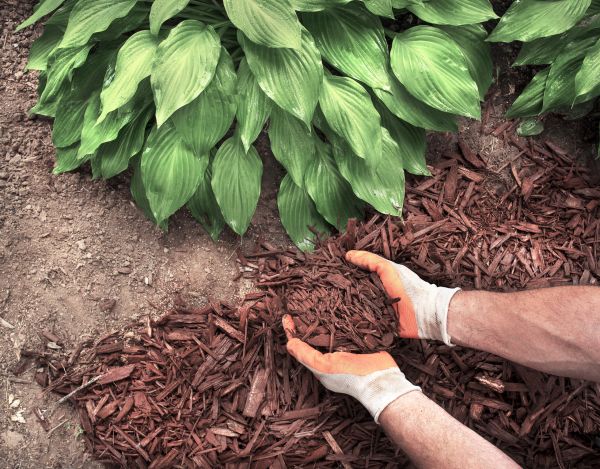 Bark Spreading in Naples