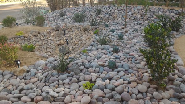 Yard Xeriscaping in Naples