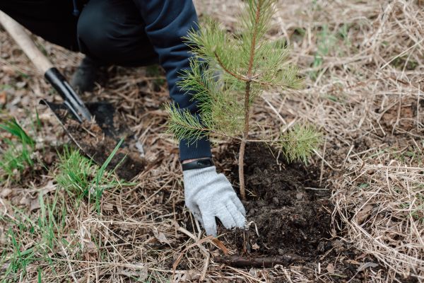 Pine Tree Planting in Naples