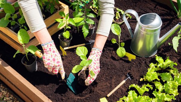 Garden Bed Installation in Naples