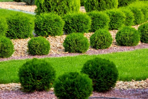 Bush Replacement in Naples