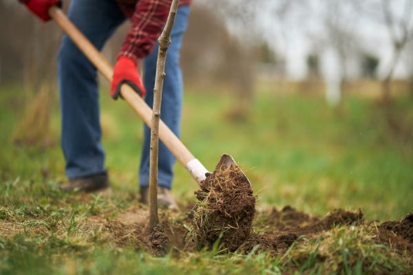 Trees Planting in Naples
