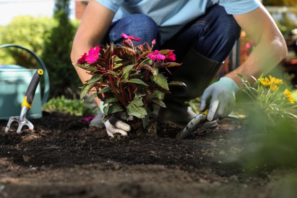 Plant Replacement in Naples