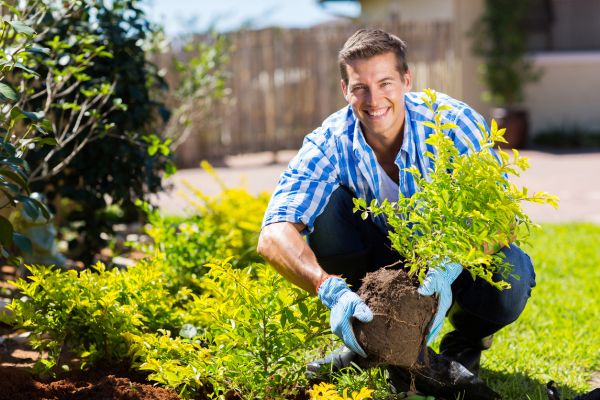 Shrub Landscaping in Naples