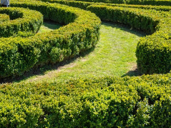 Bush Landscaping in Naples