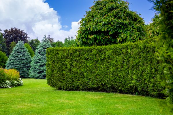 Hedge Landscaping in Naples