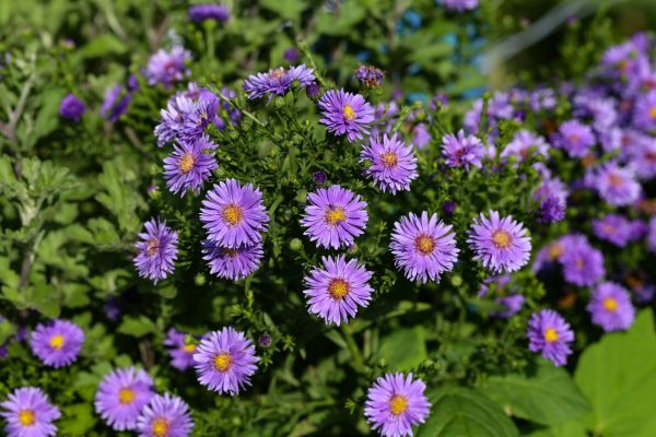 Perennial Flower Planting in Naples