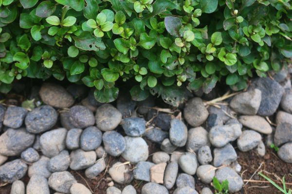 River Stone Installation in Naples