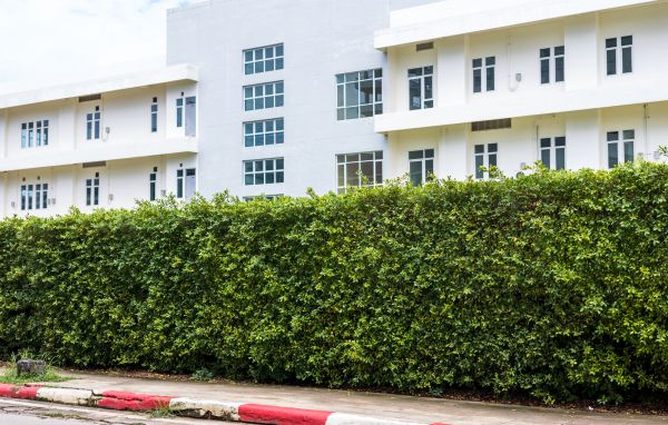 Privacy Landscaping in Naples
