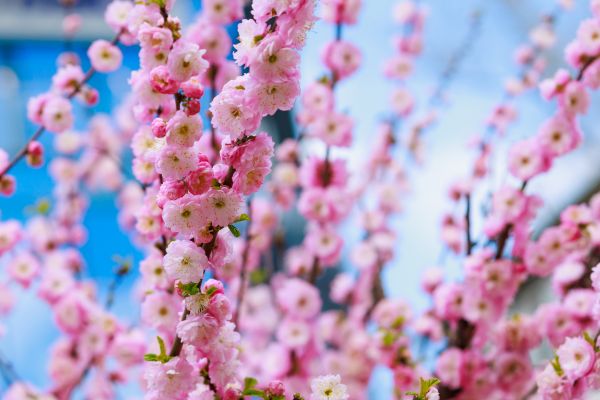 Japanese Cherry Tree Planting in Naples