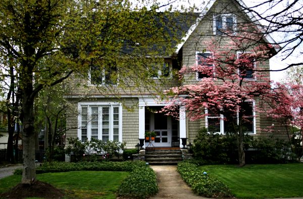 Ornamental Tree Planting in Naples