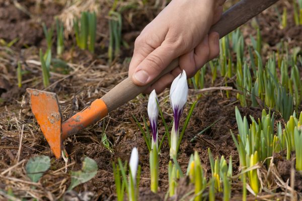 Flower Garden Weeding in Naples