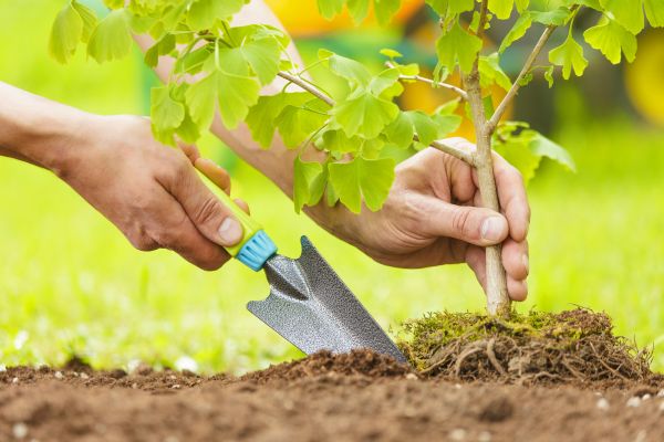 Fruit Tree Planting in Naples