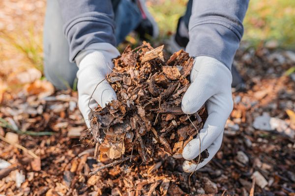 Shredded Mulch Installation in Naples