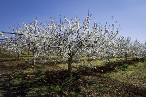 Orchard Planting in Naples