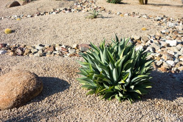 Xeriscaping Service in Naples